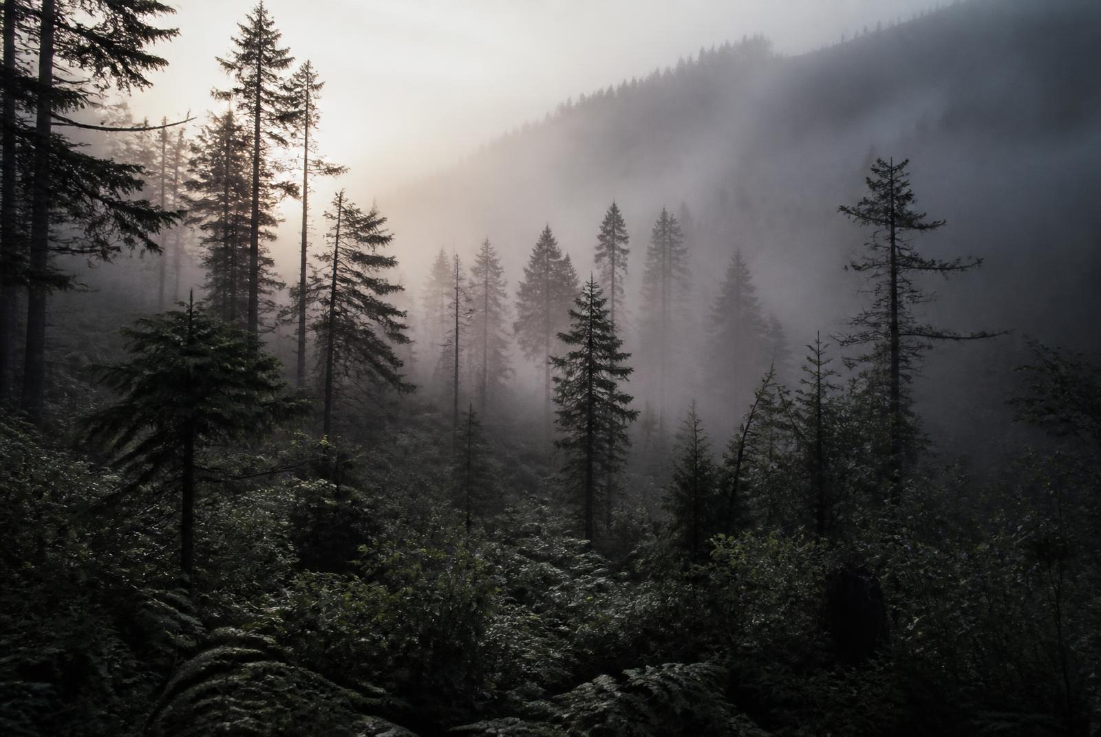 Nebelverhangener Nadelwald im Morgenlicht