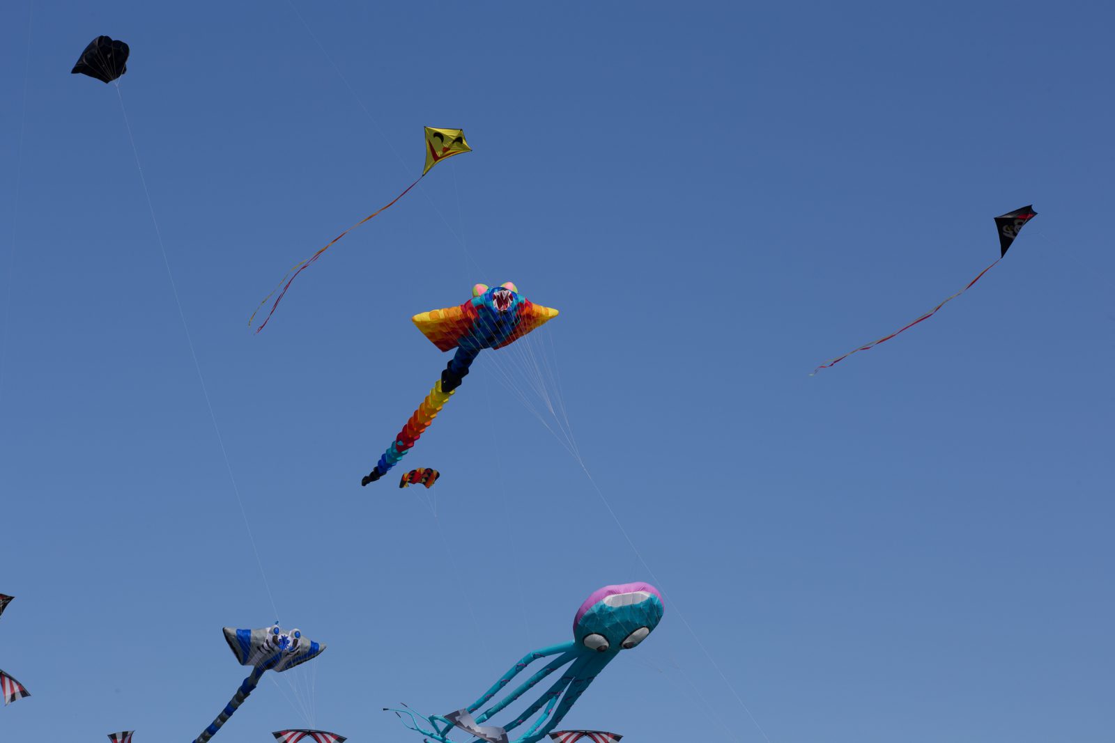 Internationales Drachenfest 2017