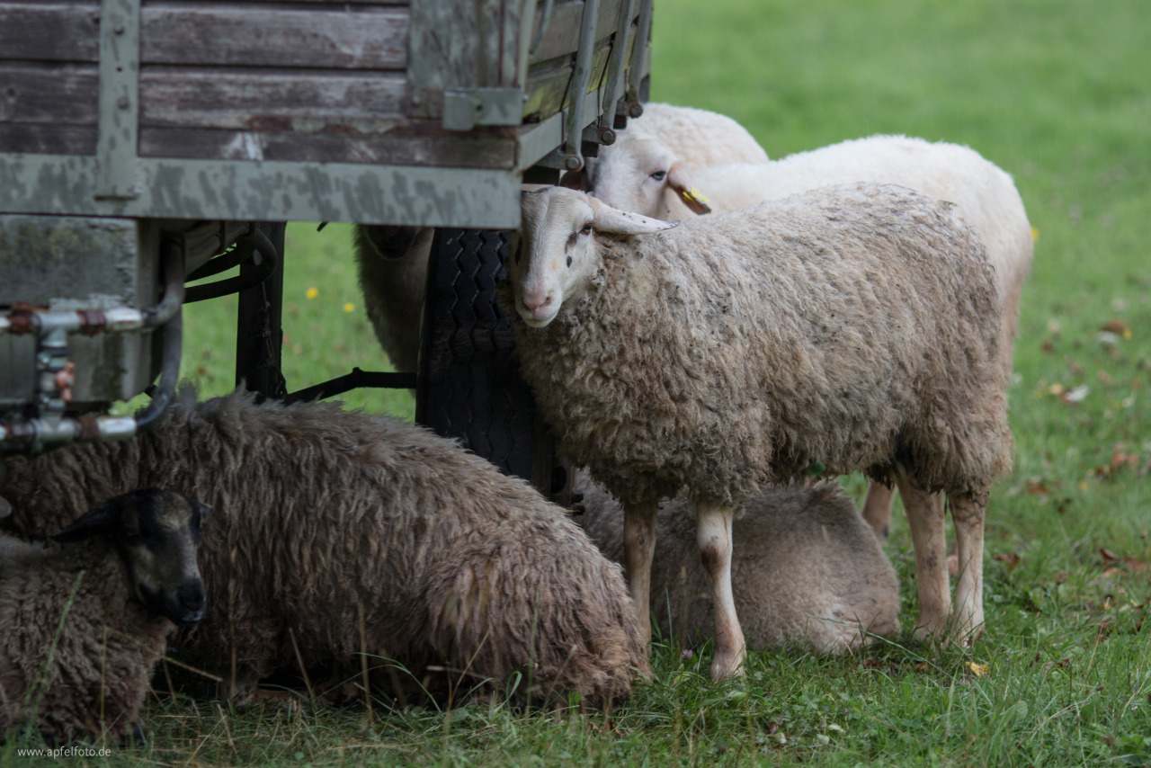 Schafe