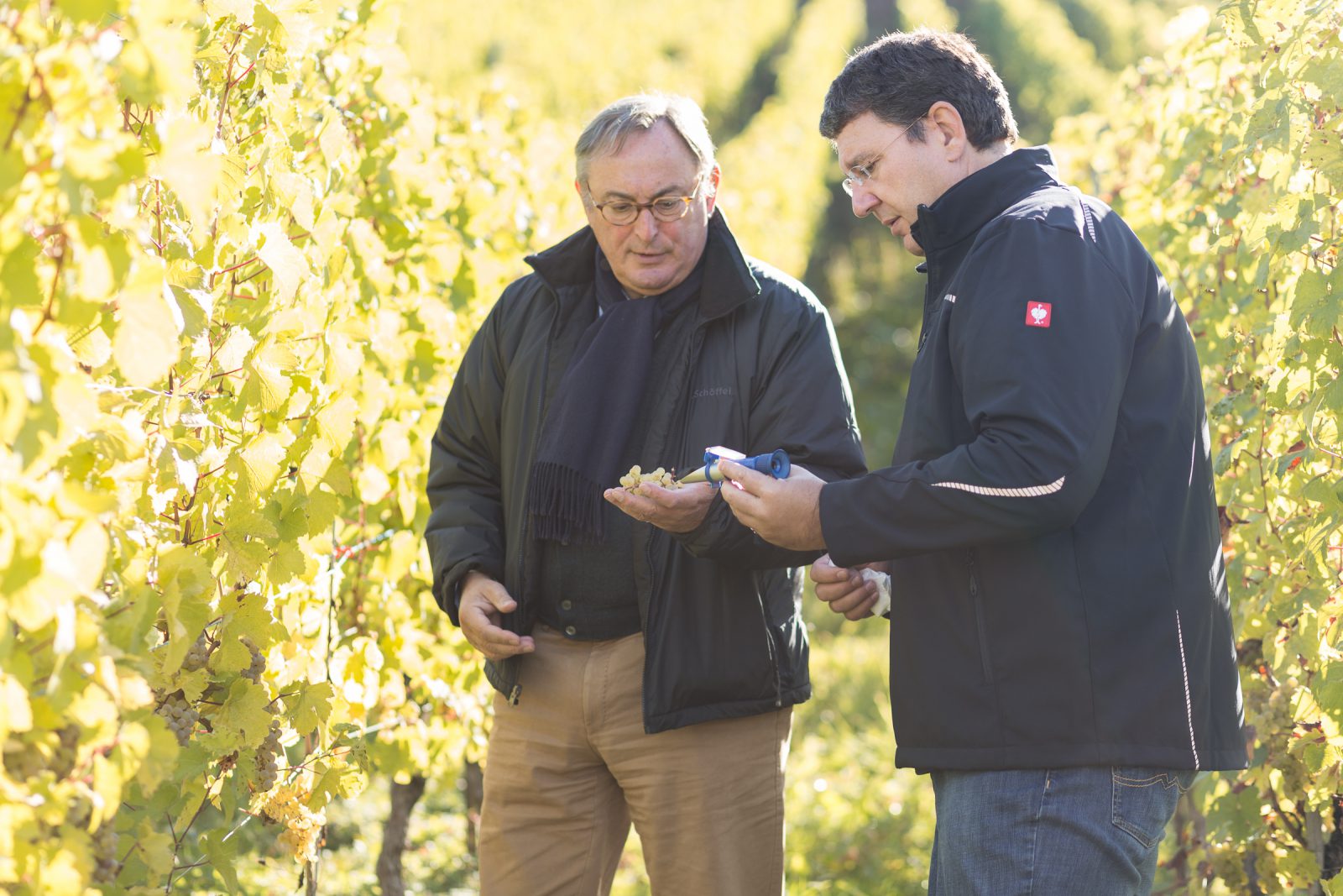 Test der Weinqualität in den Weinbergen