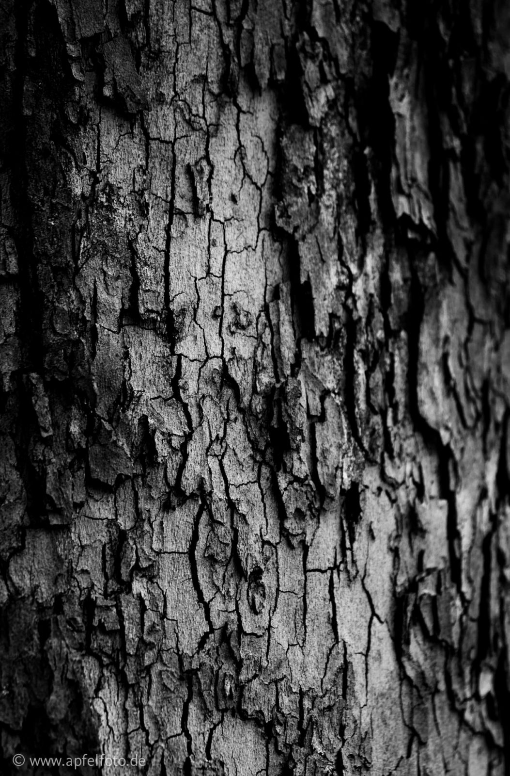 Tree bark