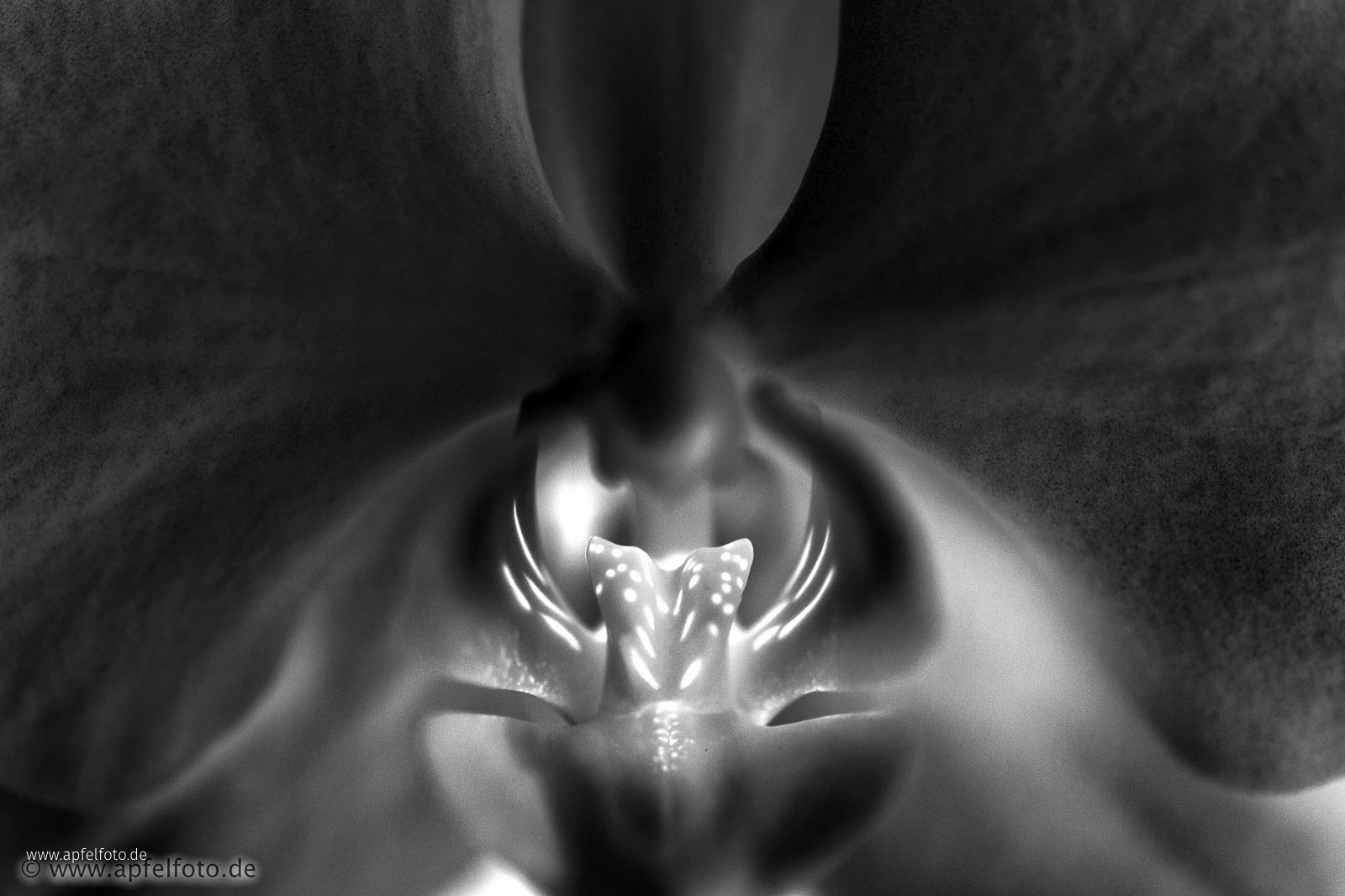 Orchidee schwarz