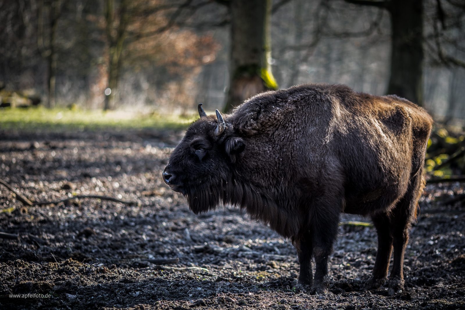 Wisent