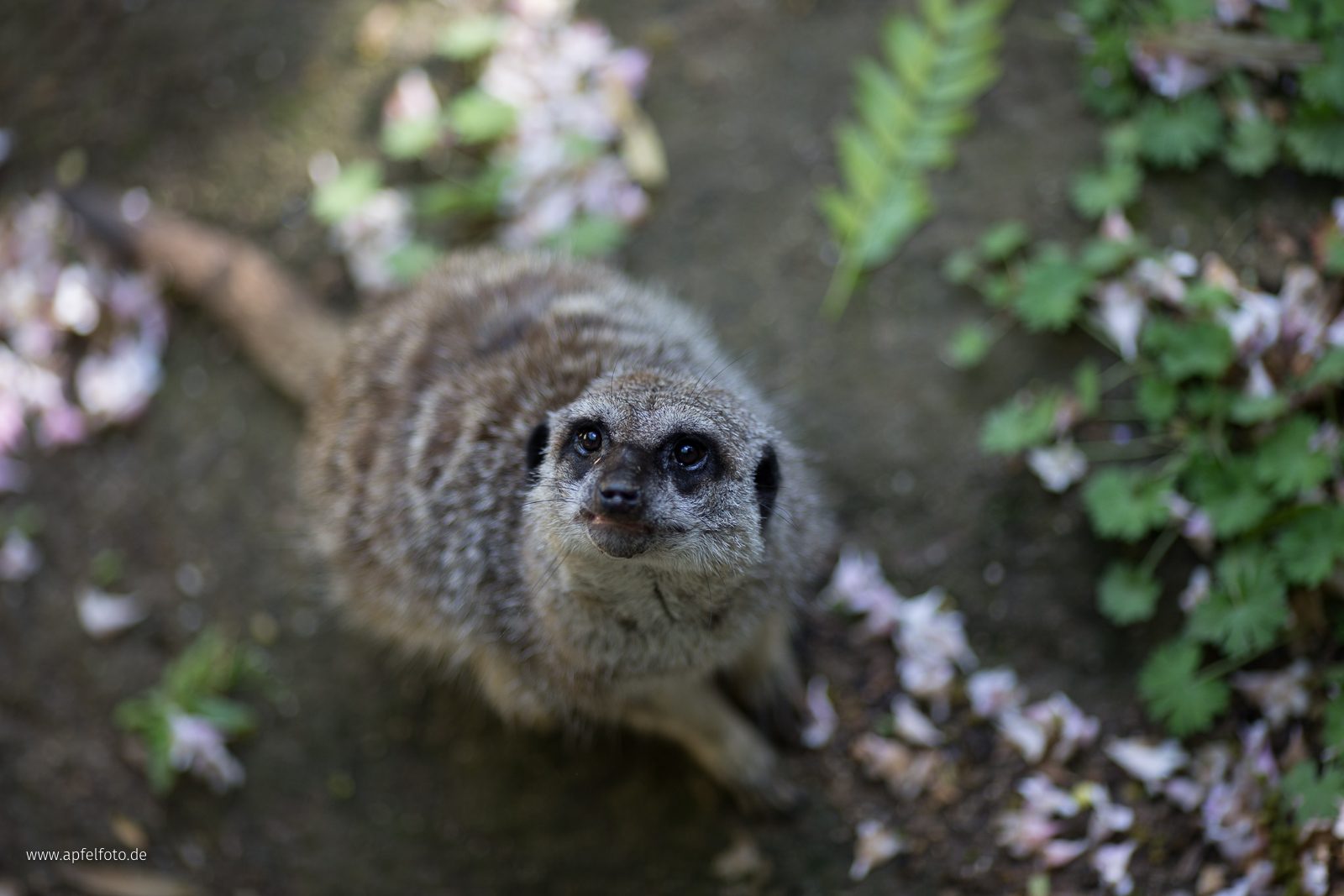 Zoo "meerkat"