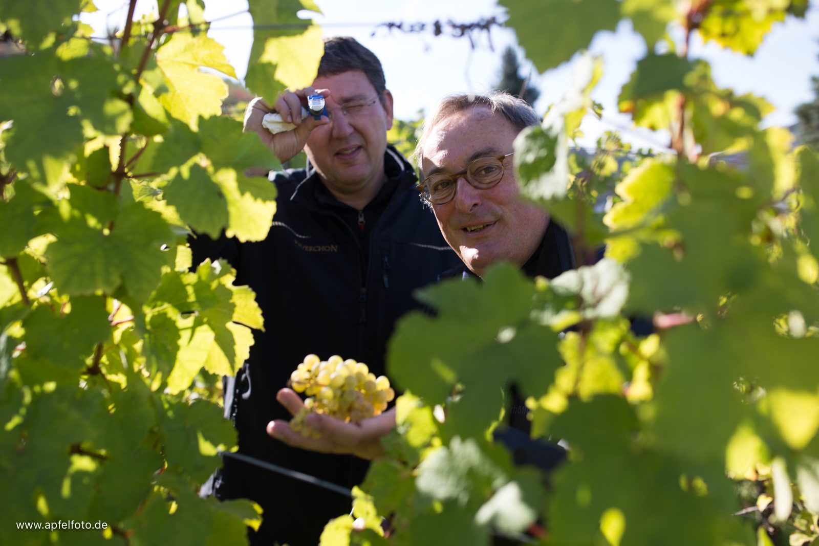 Traubenkontolle vor der Lese