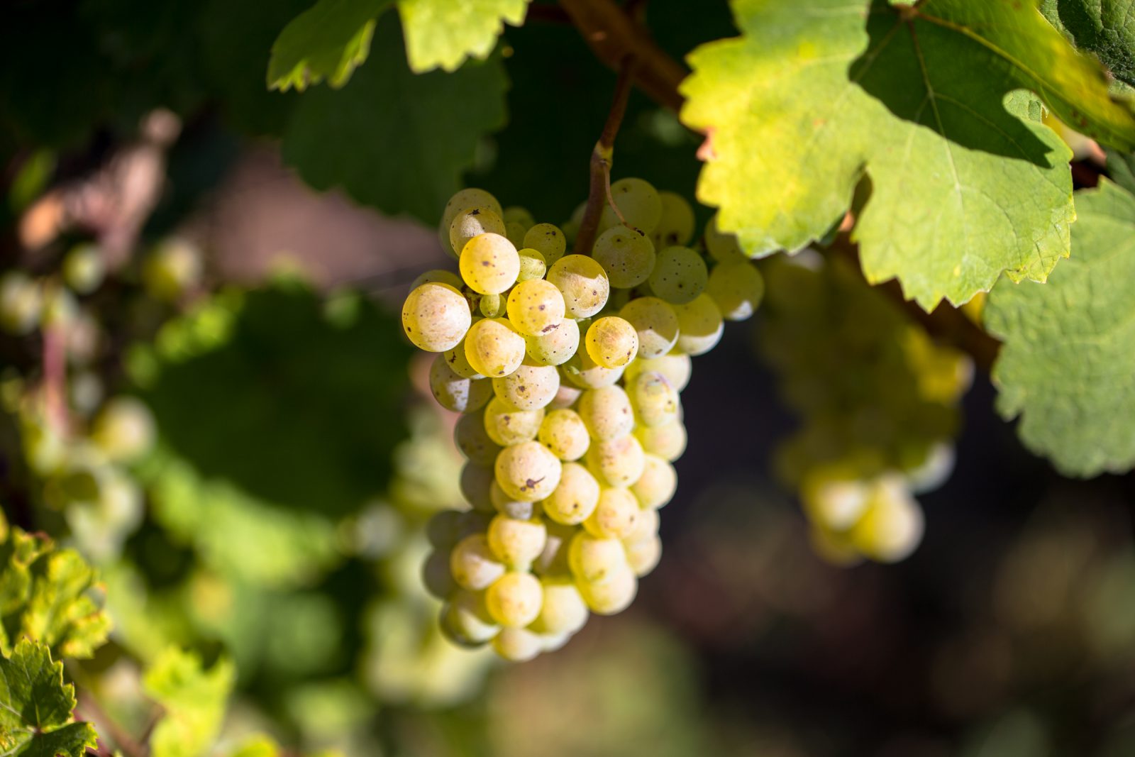 Trauben vor der Lese, Imagebild