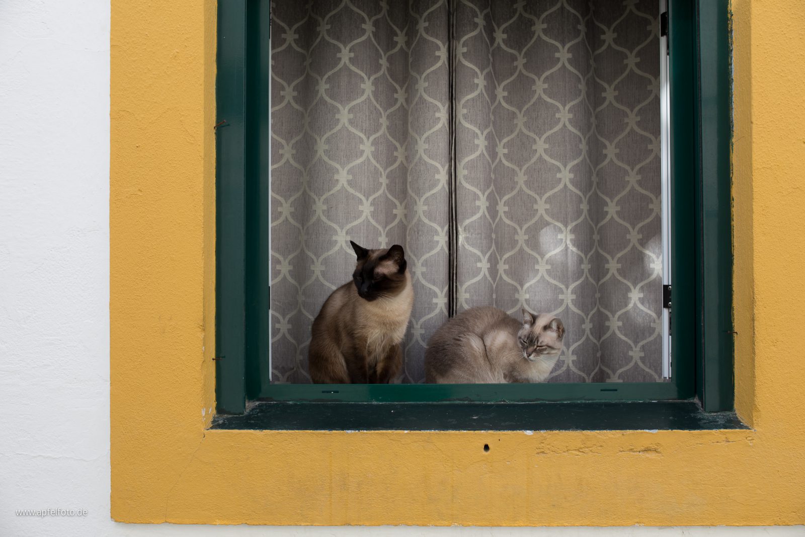 Portugal Cats